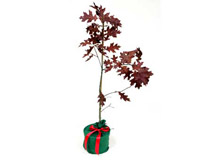 Gifts For Your 40th Ruby Wedding Anniversary Gift Ideas Two Scarlet Oak